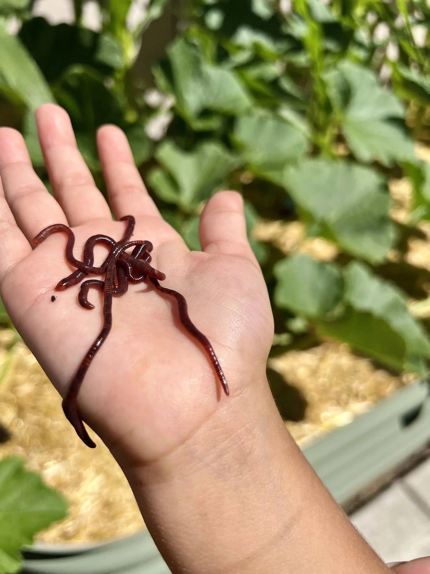 Red Wiggler Composting Worms (SC)