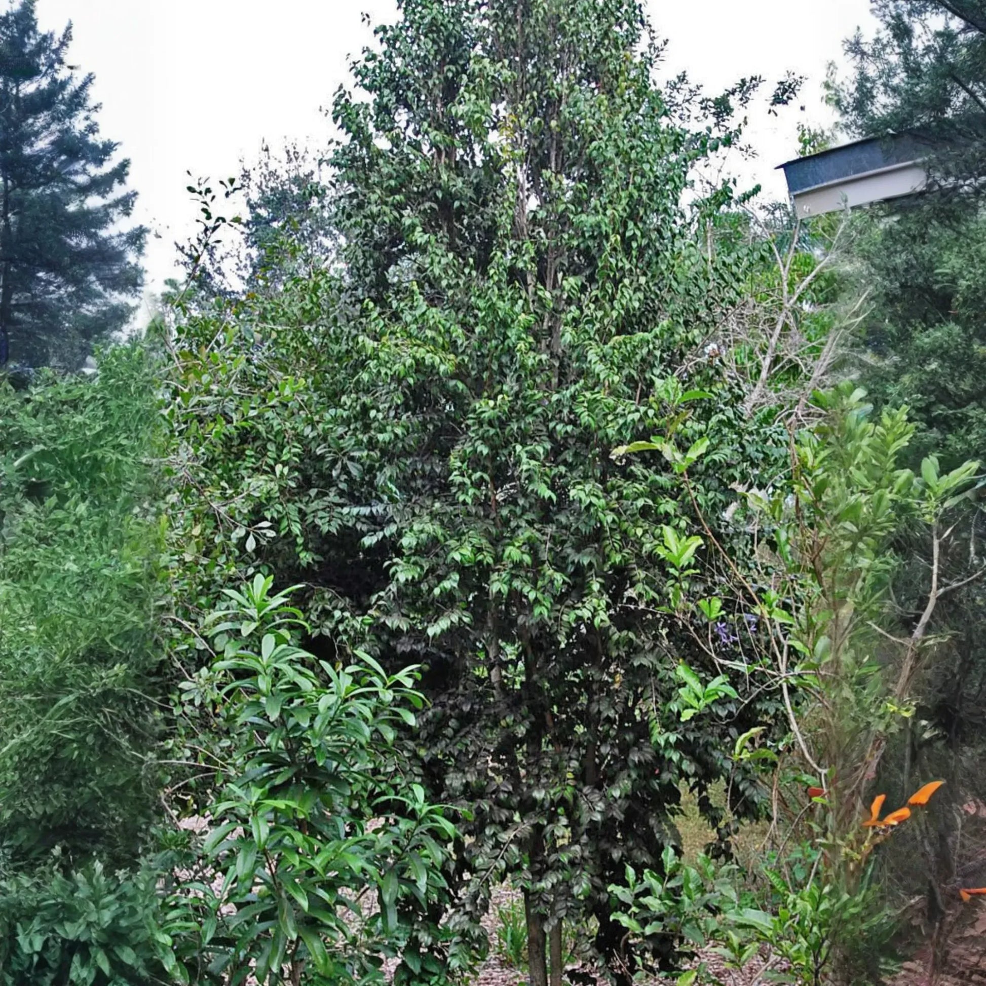 Red Berry Stopper (Eugenia confusa)