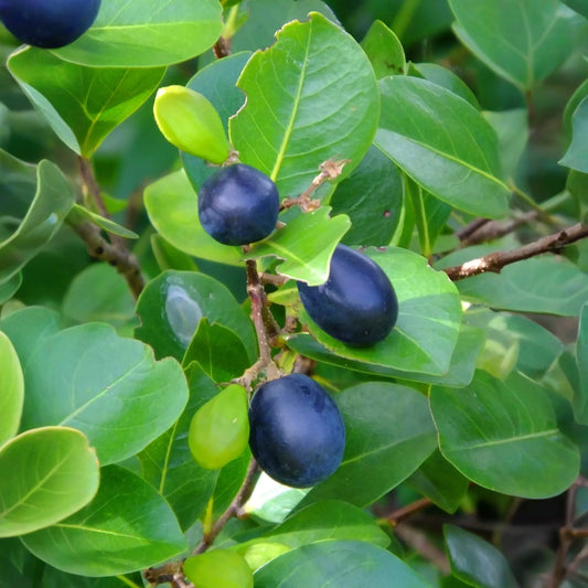 Red-tipped Cocoplum (Chrysobalanus icaco)