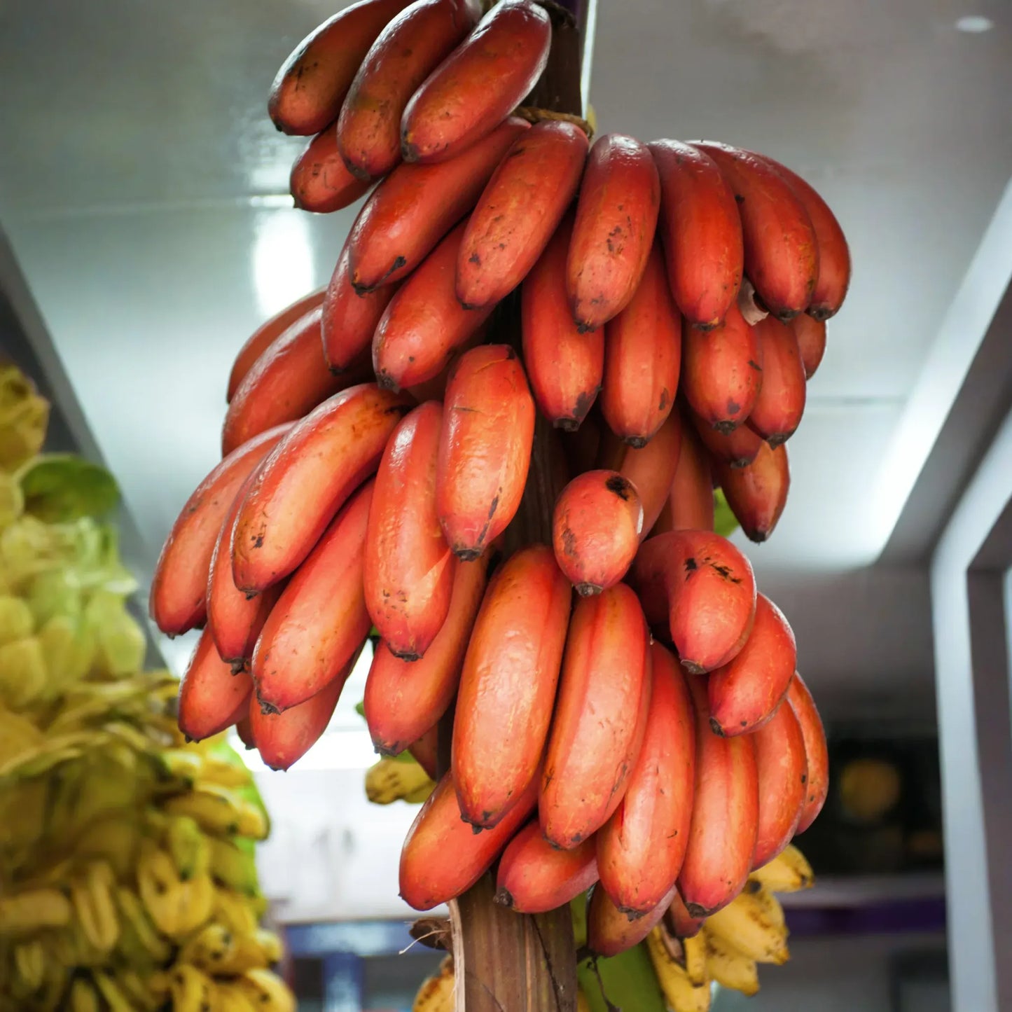 Banana 'Red Cuban' (Musa acuminata)