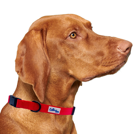 Red Dog Collar