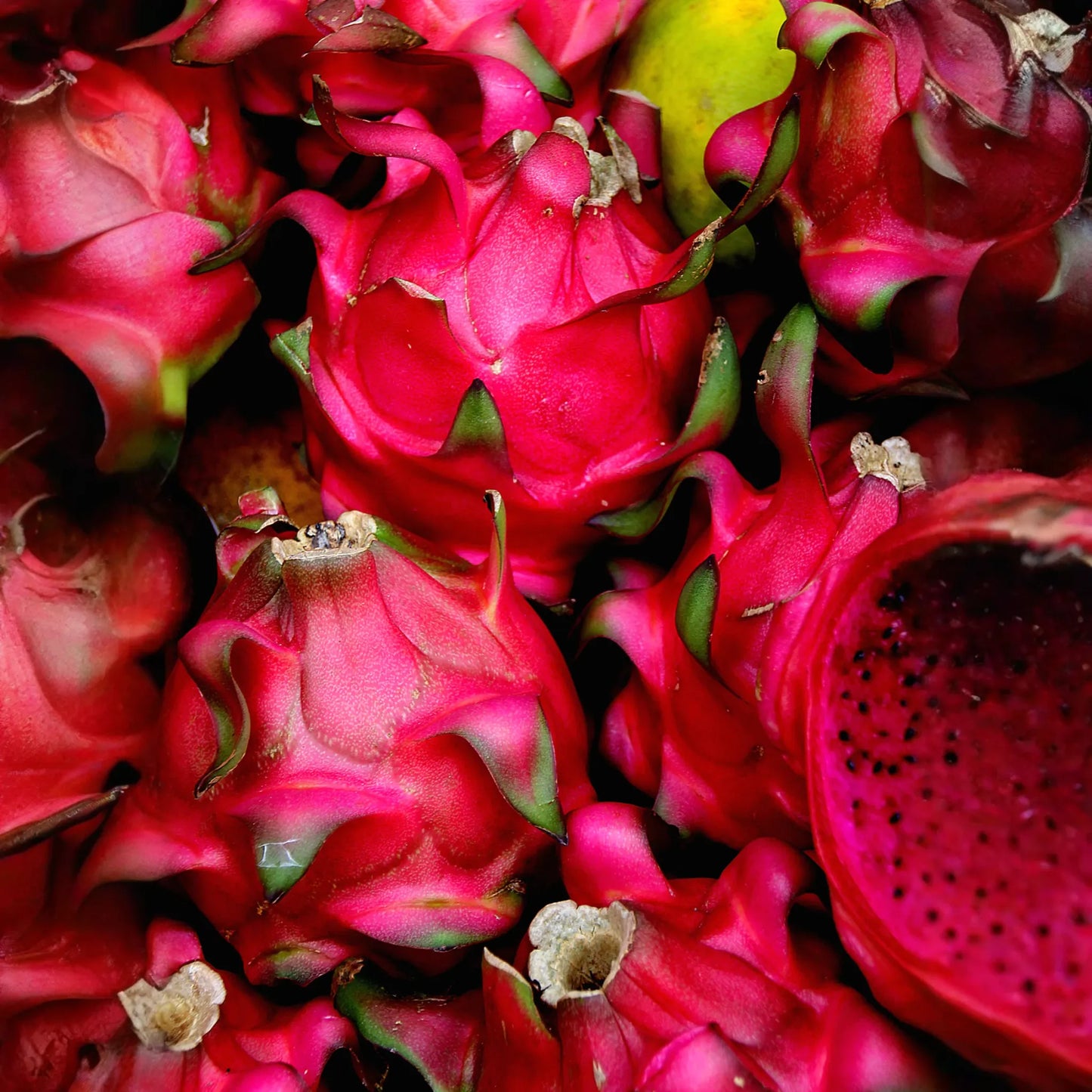 Dragon Fruit, Red 'Tricia' (Hylocereus polyrhizus)