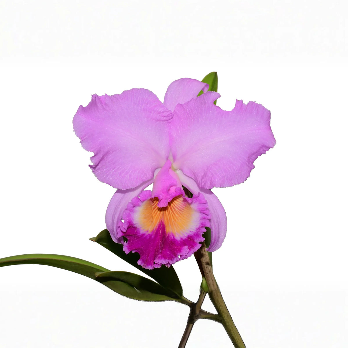 Rhyncholaeliocattleya Carioca Girl - 🆕 New Arrivals, All Products, 🏡 Home + Garden - Little Red General Store