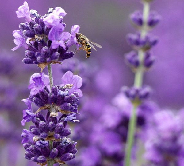 Live Munstead Lavender Plant for Garden Aromatherapy Growing