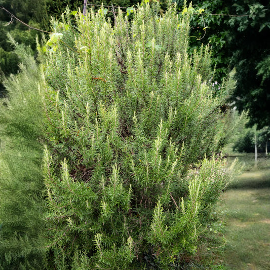 Rosemary (Rosmarinus officinalis)