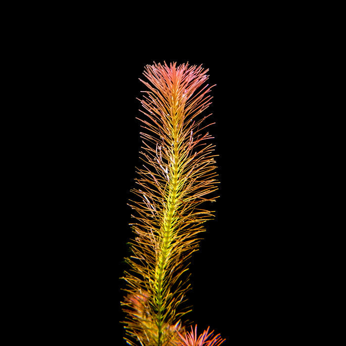 Rotala Wallichii