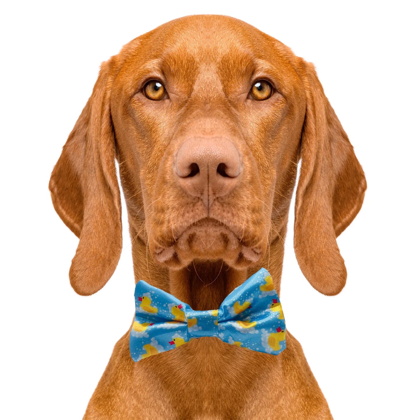 Rubber Duckies Dog Bow Tie