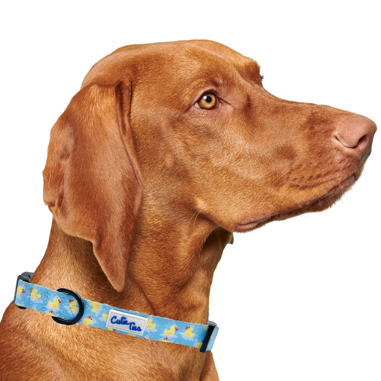 Rubber Duckies Dog Collar