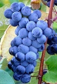 Grapes, Black 'Fredonia' (Live Plant)
