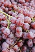 Grapes, Seedless, Red 'Canadice' (Live Plant)