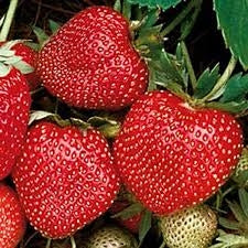 Strawberry, June-bearing 'Sparkle' (1 root cutting, 25 min. order)