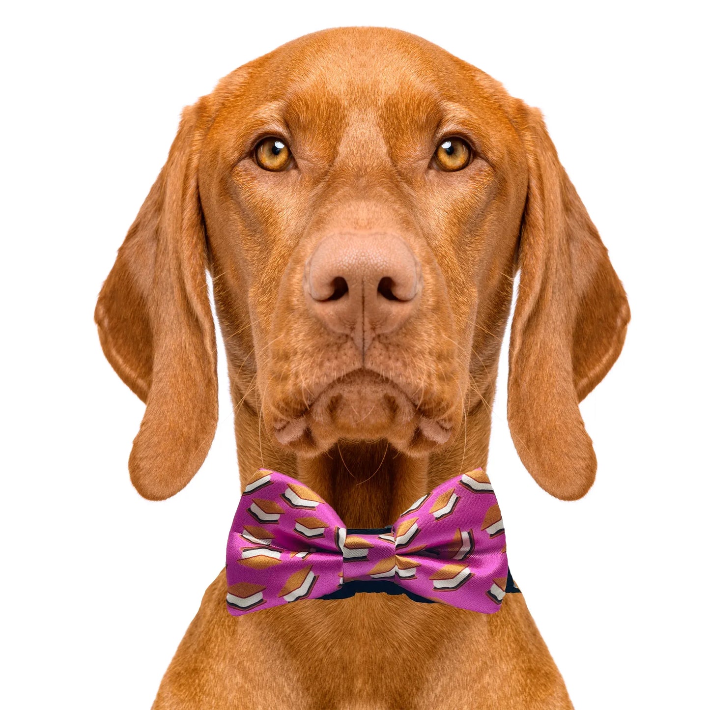 S'mores Purple Dog Bow Tie