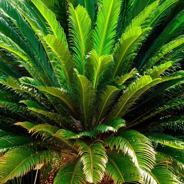 Sago Palm Tree  in 3 gal container 3 feet tall