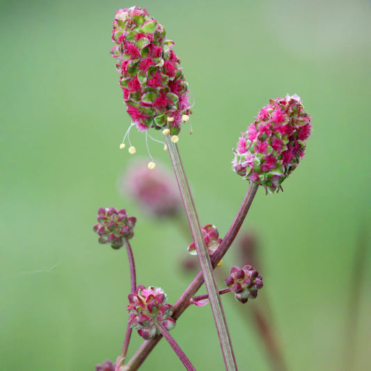 Salad Burnet (Sanguisorba minor)