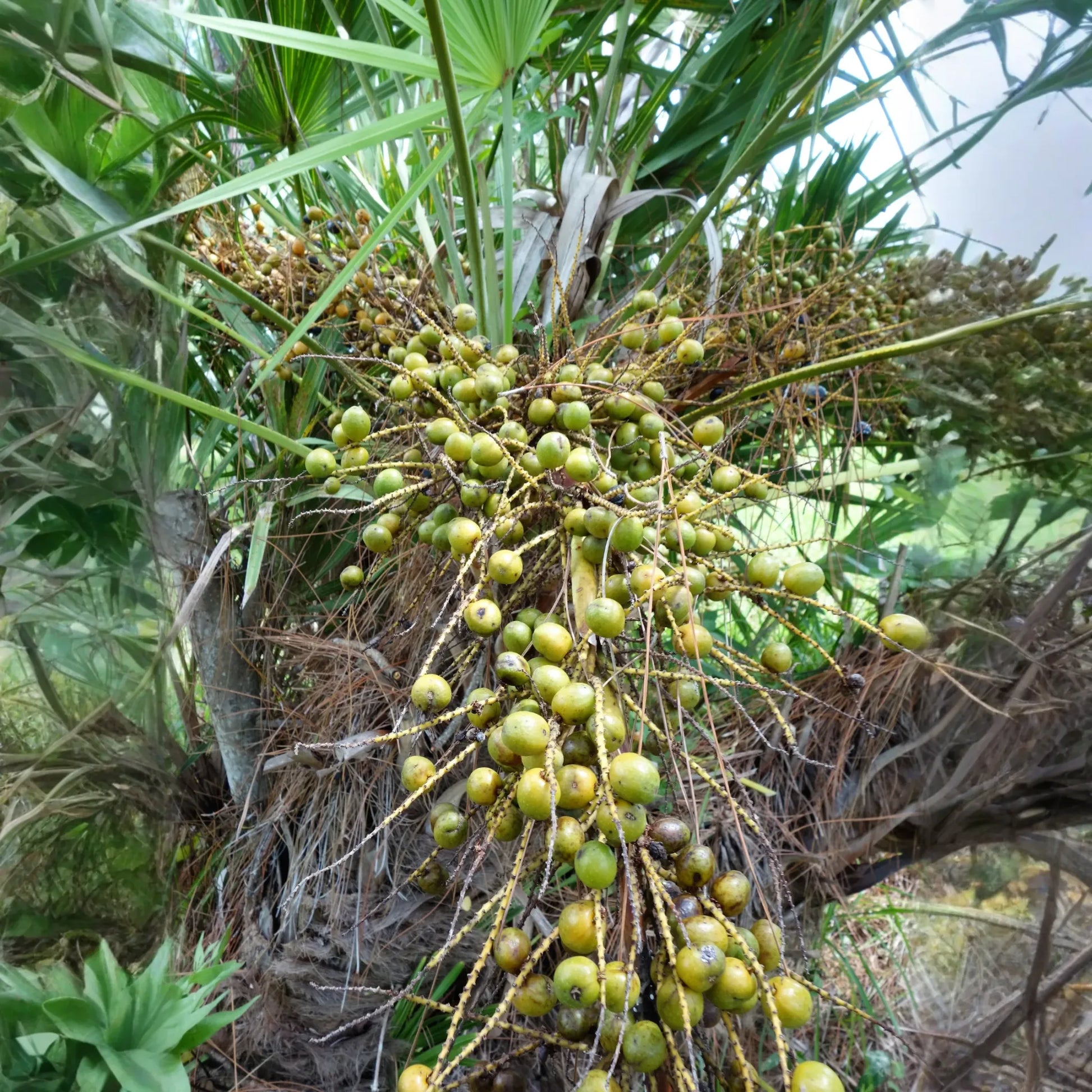 Saw Palmetto (Serenoa repens)