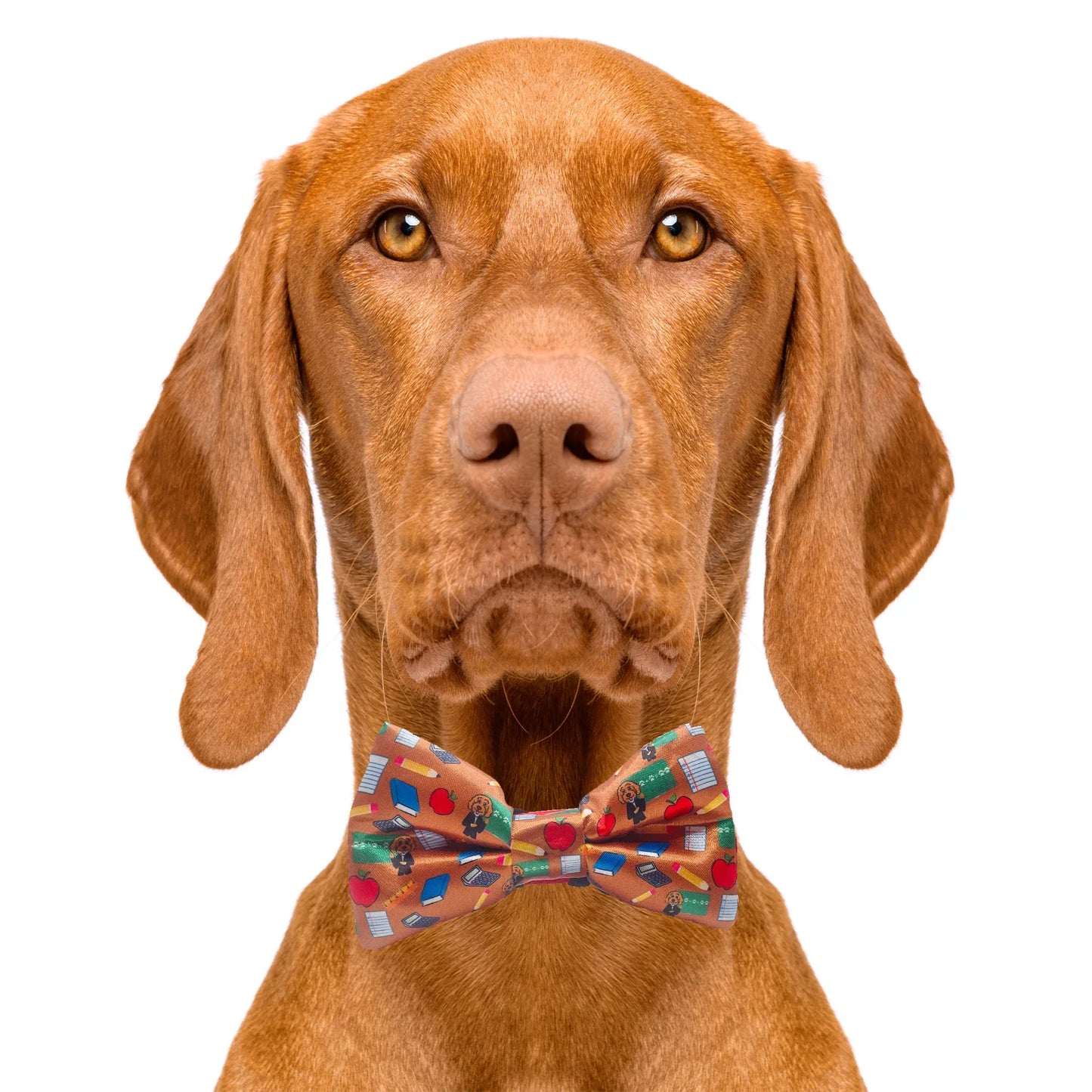 School Days Teacher Dog Bow Tie