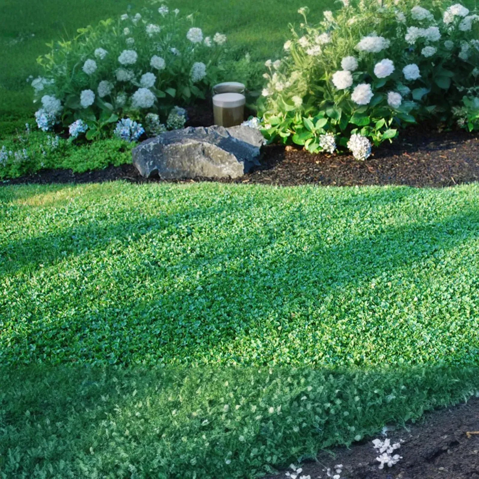Microclover Natural Alternative Lawn Seed