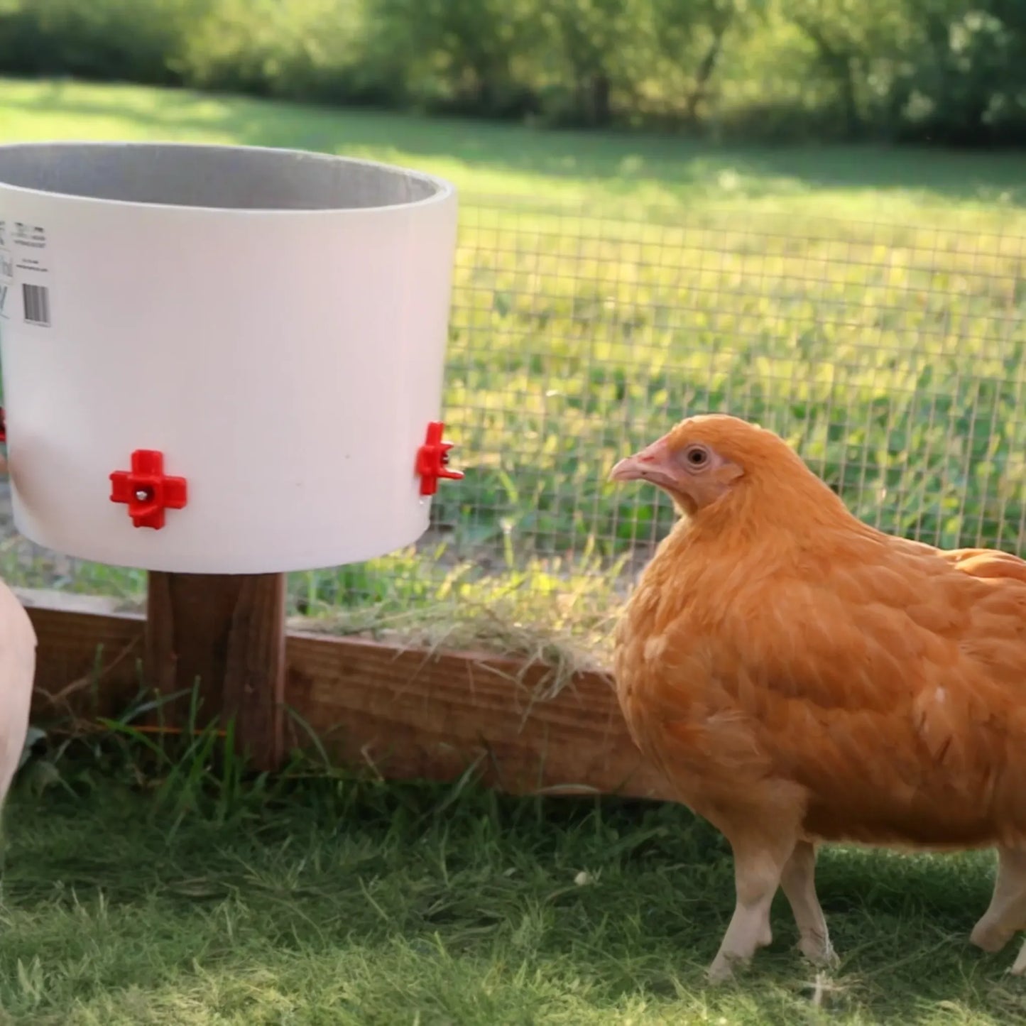 Automatic Chicken Waterer (2 Gallon)