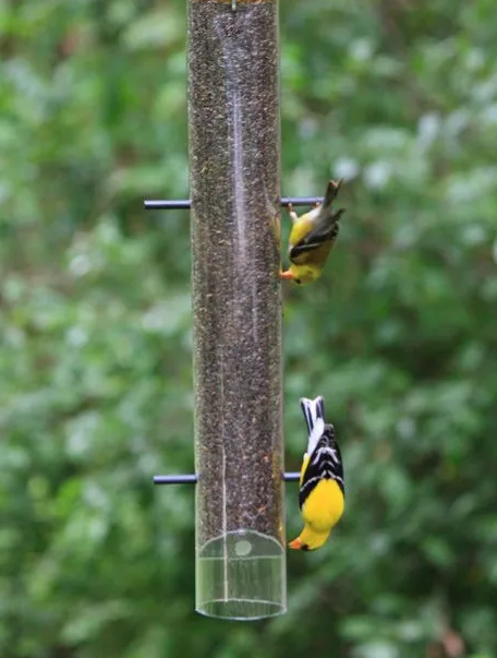 Perky-Pet® Upside Down® Thistle Feeder