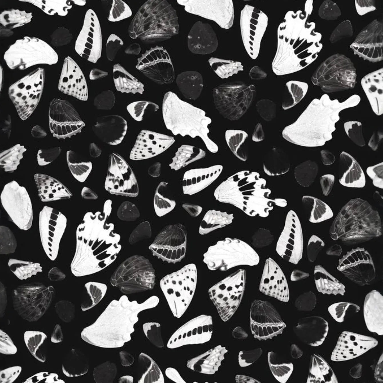 Butterfly Terrazzo Wallpaper, black & white