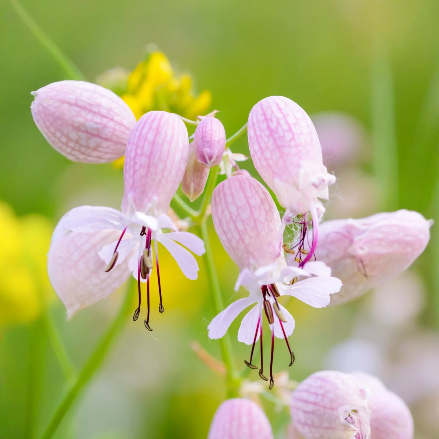 Sculpit (Silene inflata)