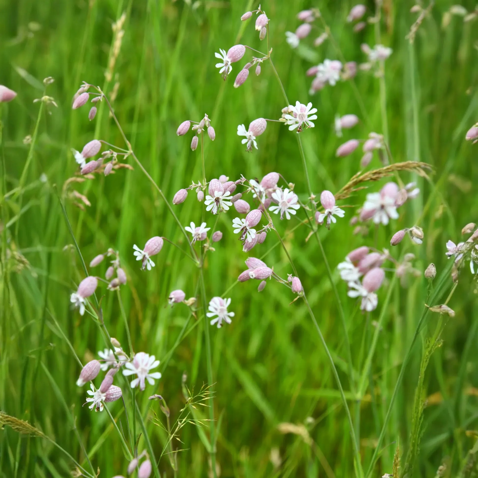 Sculpit (Silene inflata)