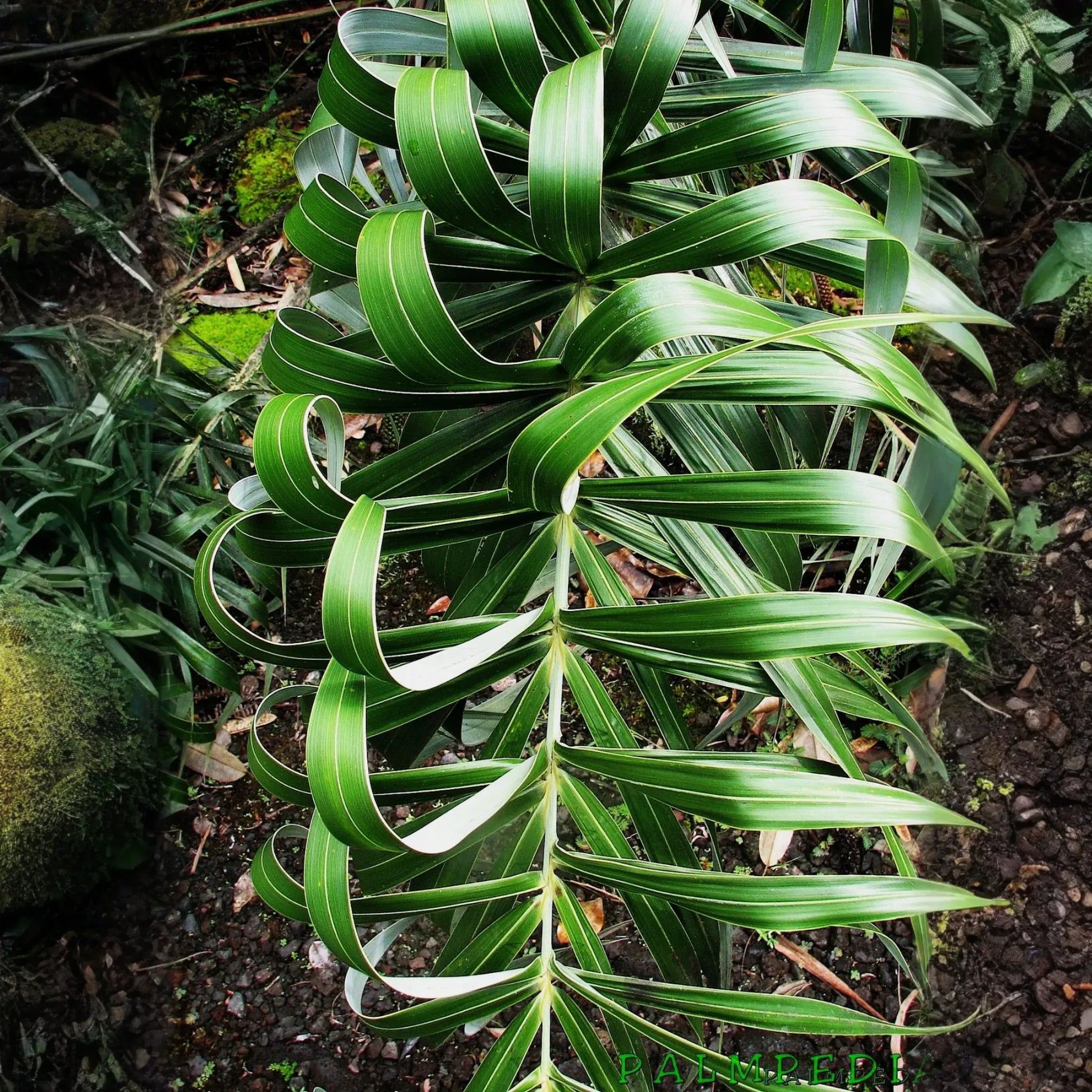 Seashore Palm (Allagoptera arenaria)