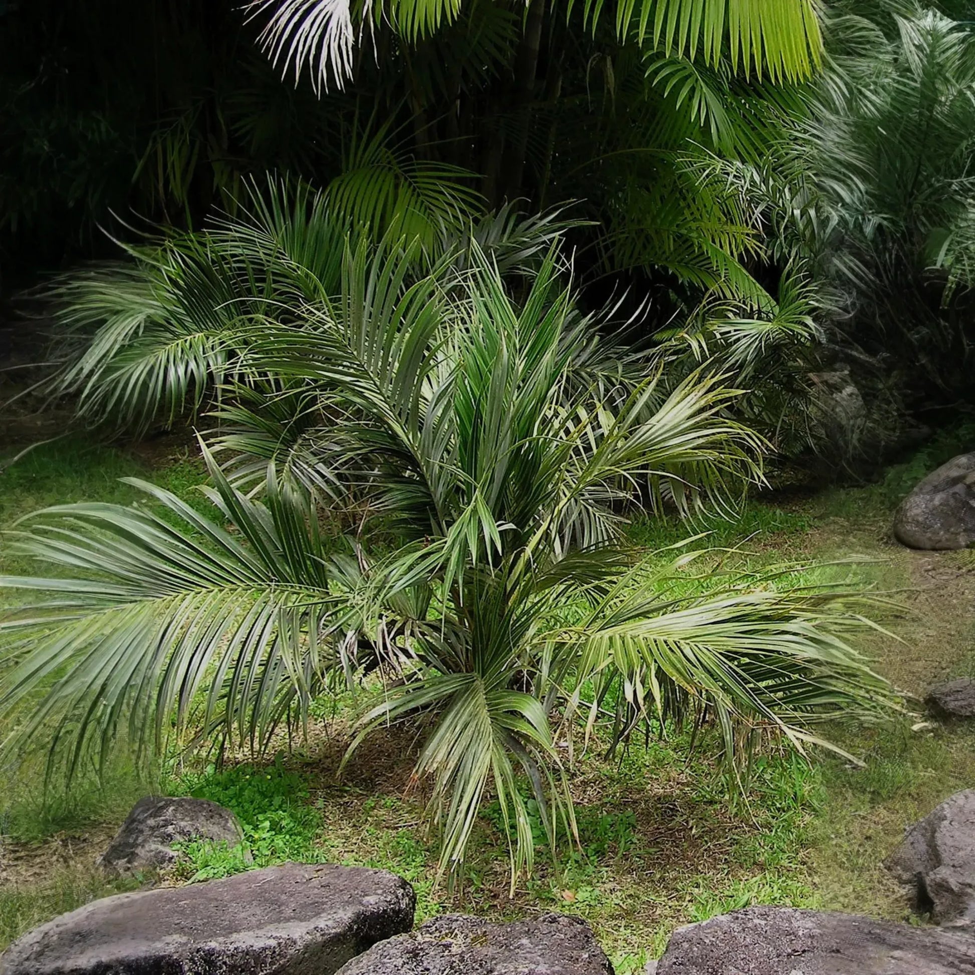 Seashore Palm (Allagoptera arenaria)