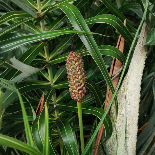 Seashore Palm (Allagoptera arenaria)