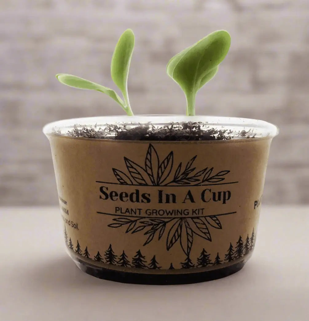 American Elm Tree  |  Seed Starter Grow Kit  |  Seeds In A Cup®