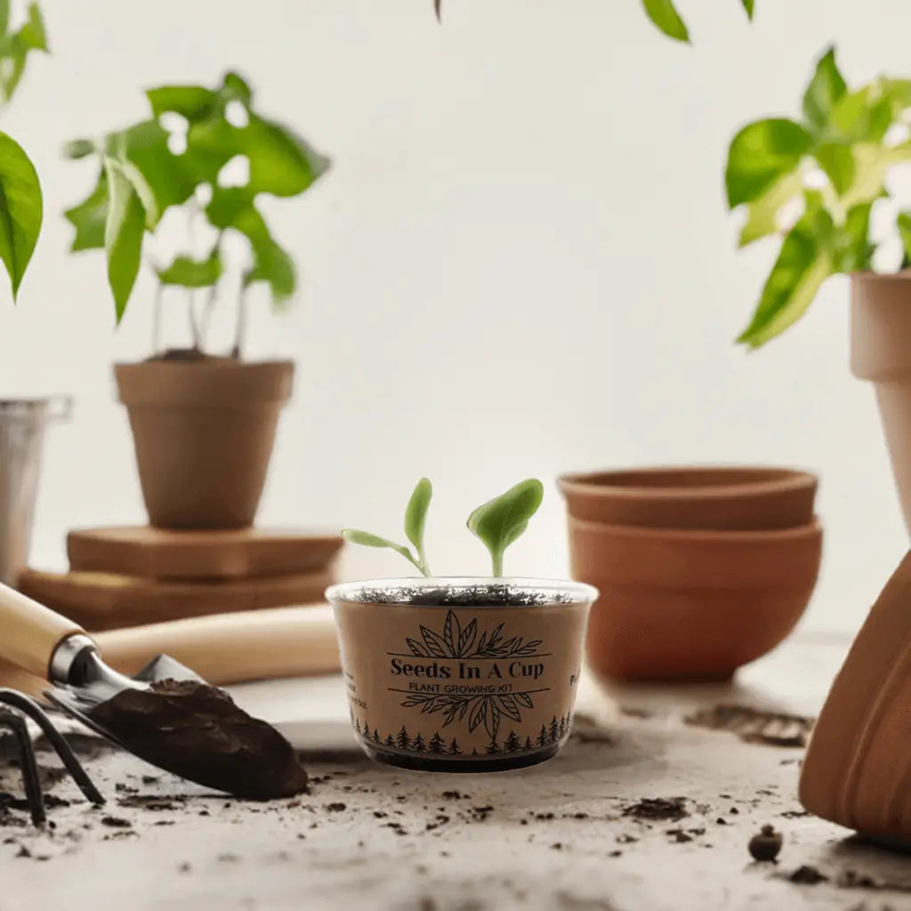 American Ash | Tree Grow Kit  |  Seeds In A Cup®