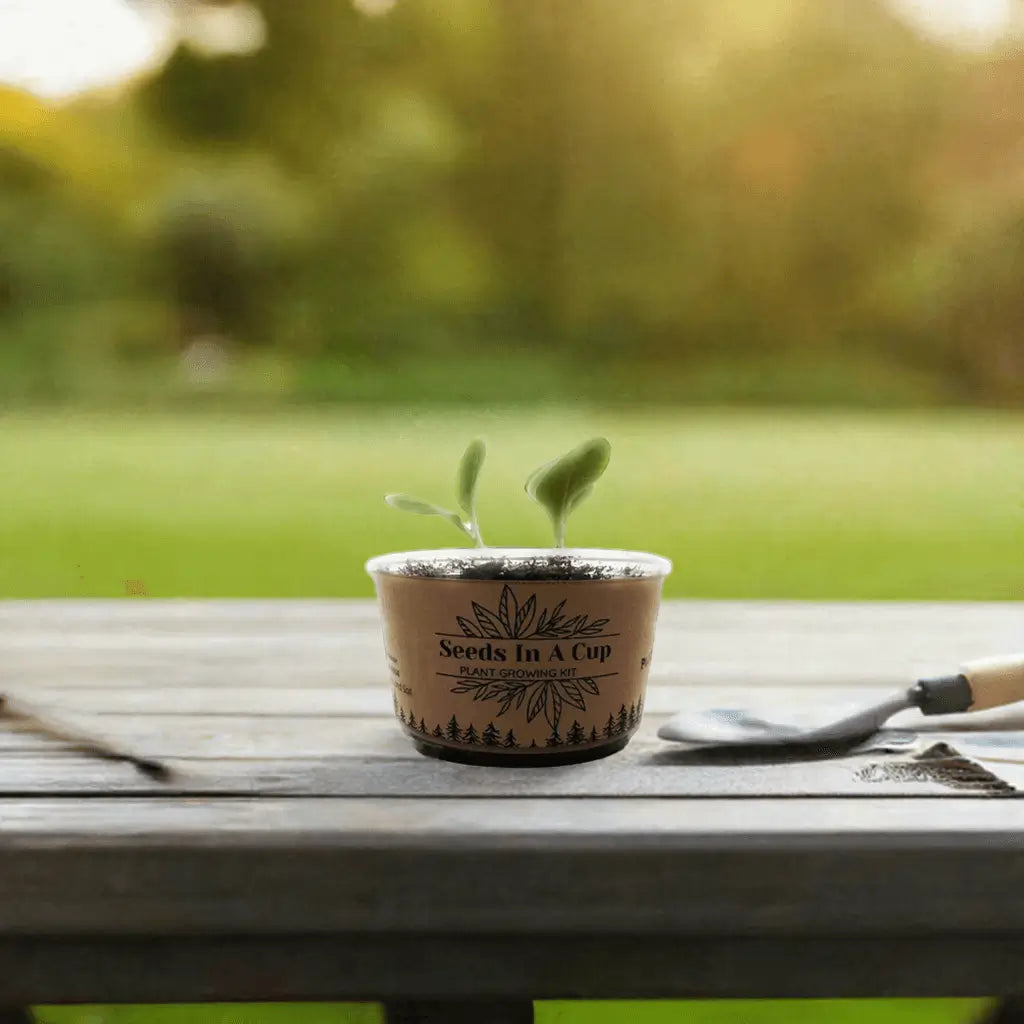 American Ash | Tree Grow Kit  |  Seeds In A Cup®