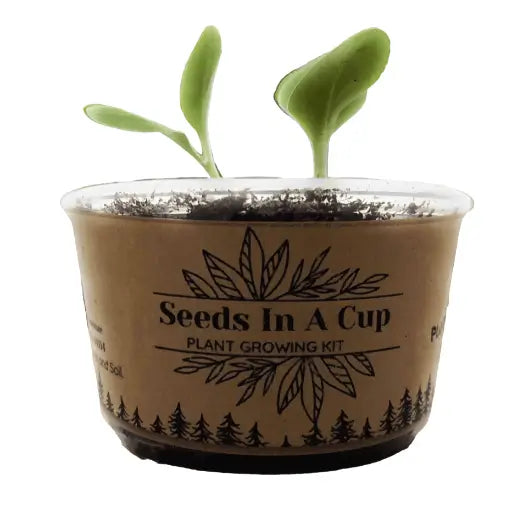 American Ash | Tree Grow Kit  |  Seeds In A Cup®