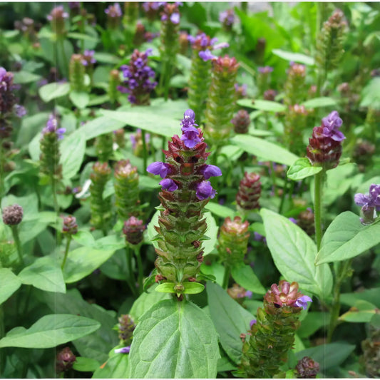 Self Heal Herb (Prunella vulgaris)