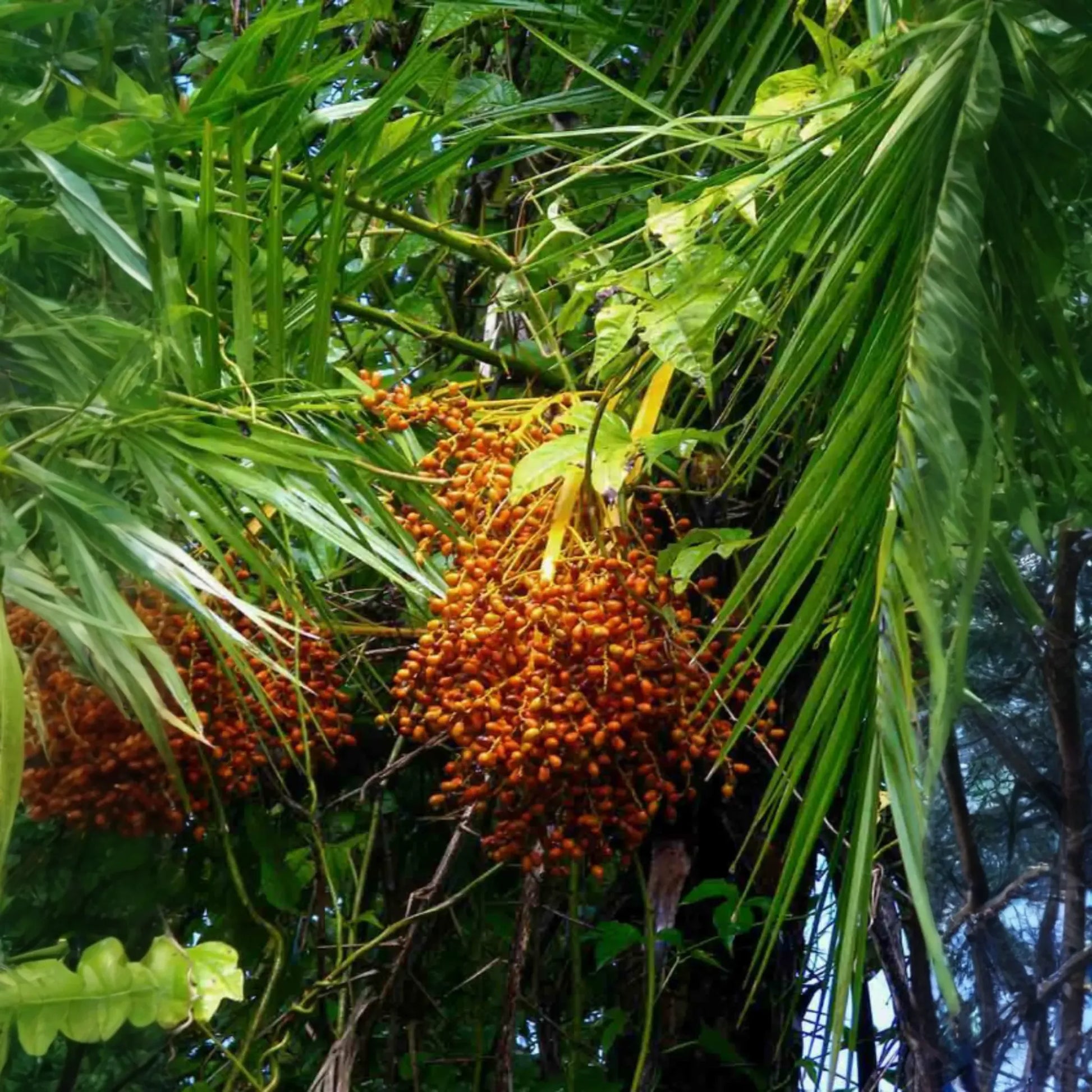 Senegal Date (Phoenix reclinata)
