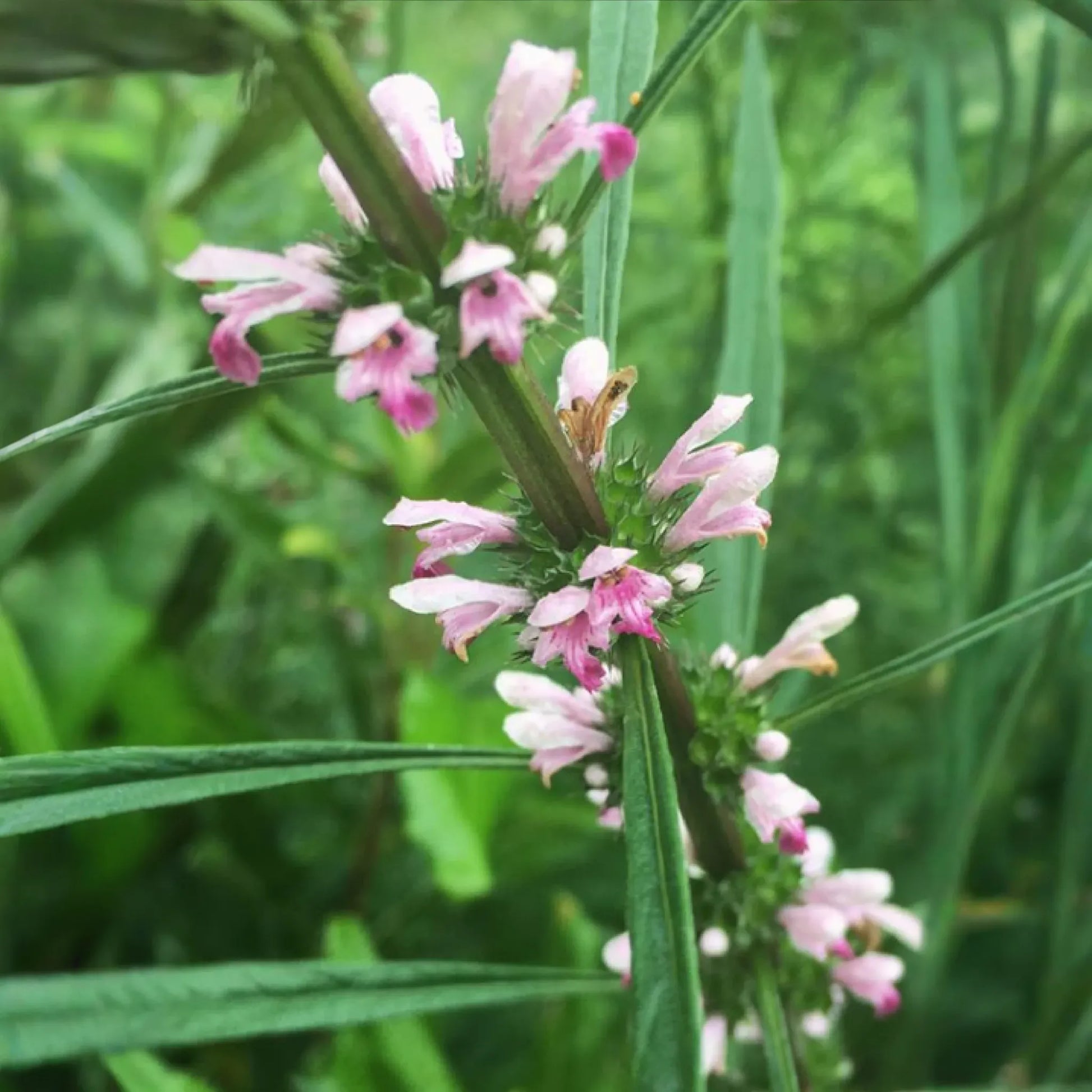 Siberian Motherwort (Leonurus sibiricus)