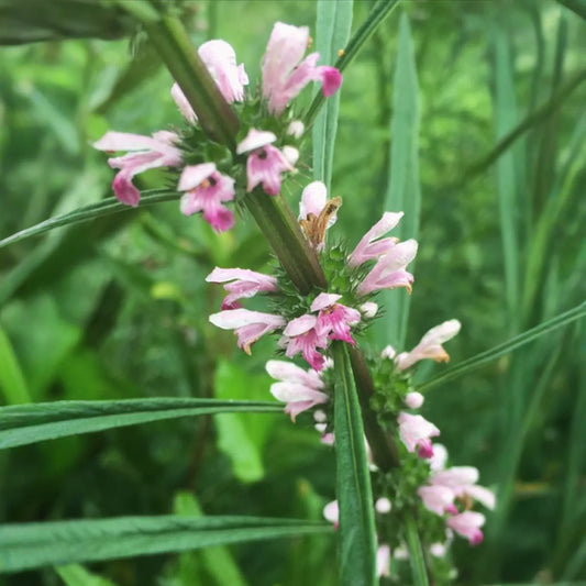 Siberian Motherwort (Leonurus sibiricus)
