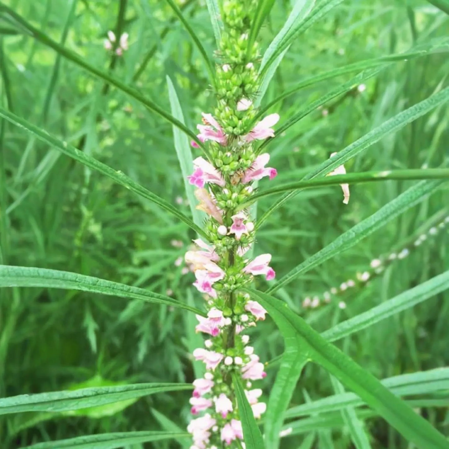 Siberian Motherwort (Leonurus sibiricus)