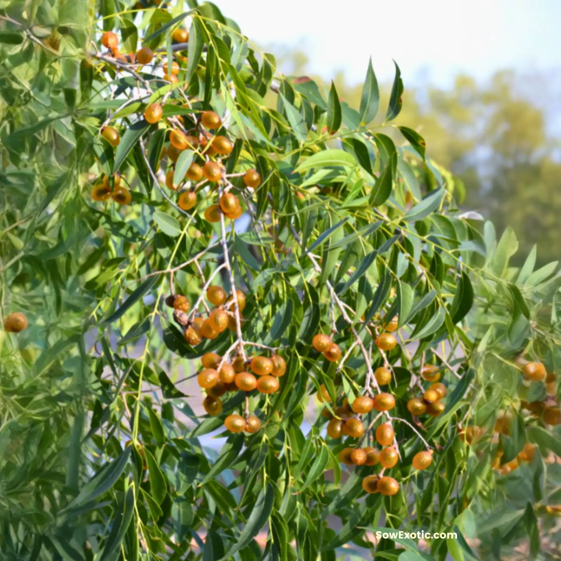 Soapberry (Sapindus saponaria var. drummondii)