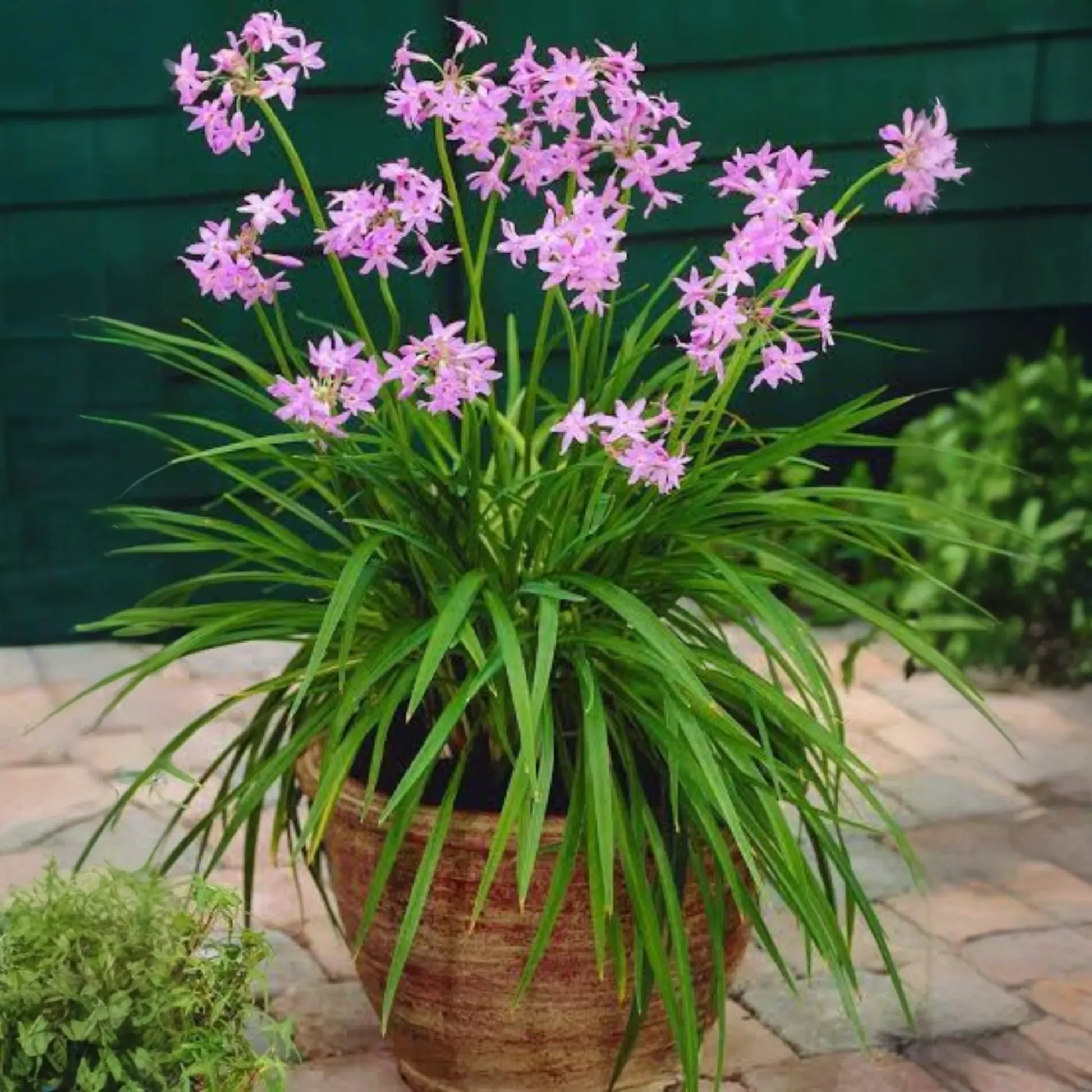 Society Garlic (Tulbaghia violacea)