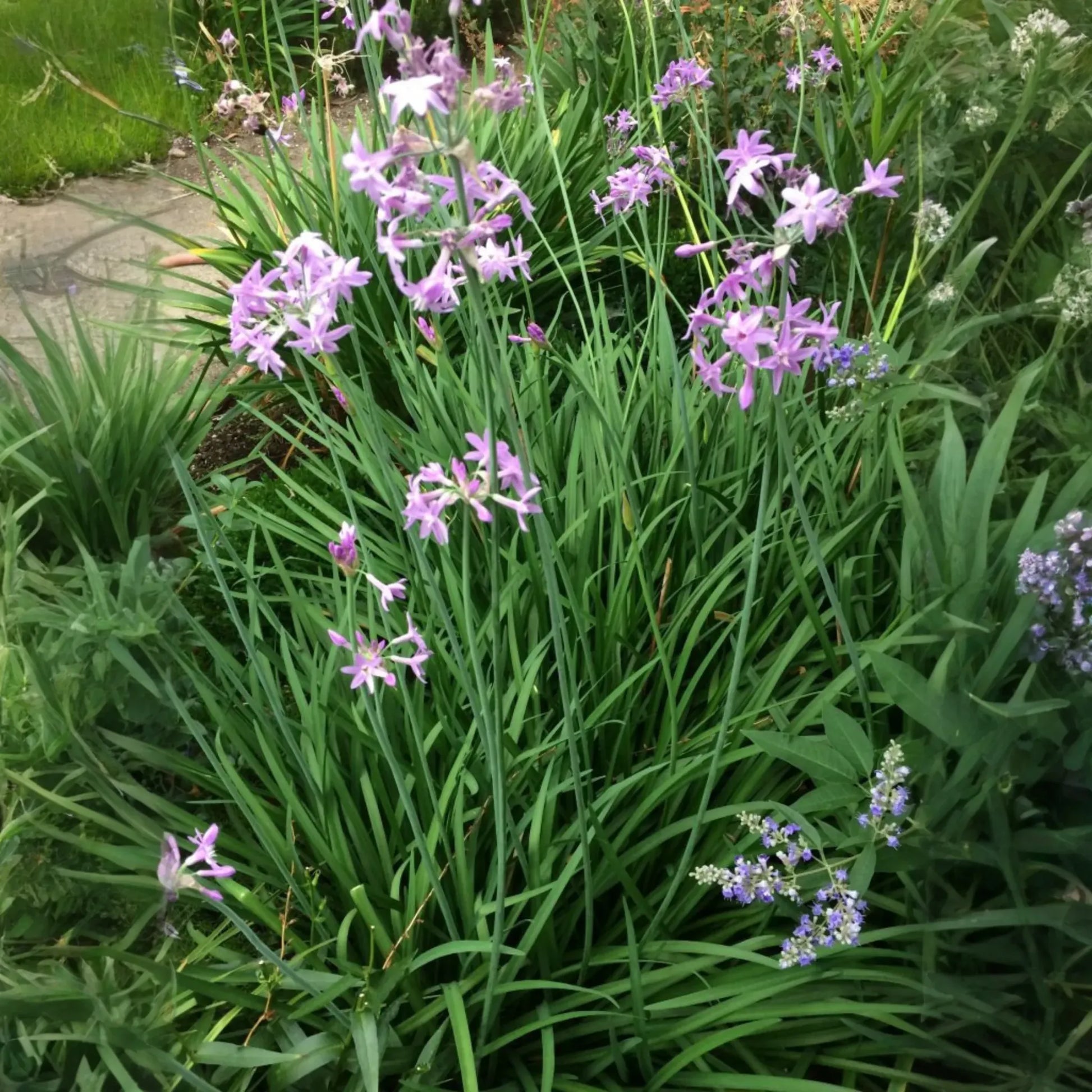Society Garlic (Tulbaghia violacea)