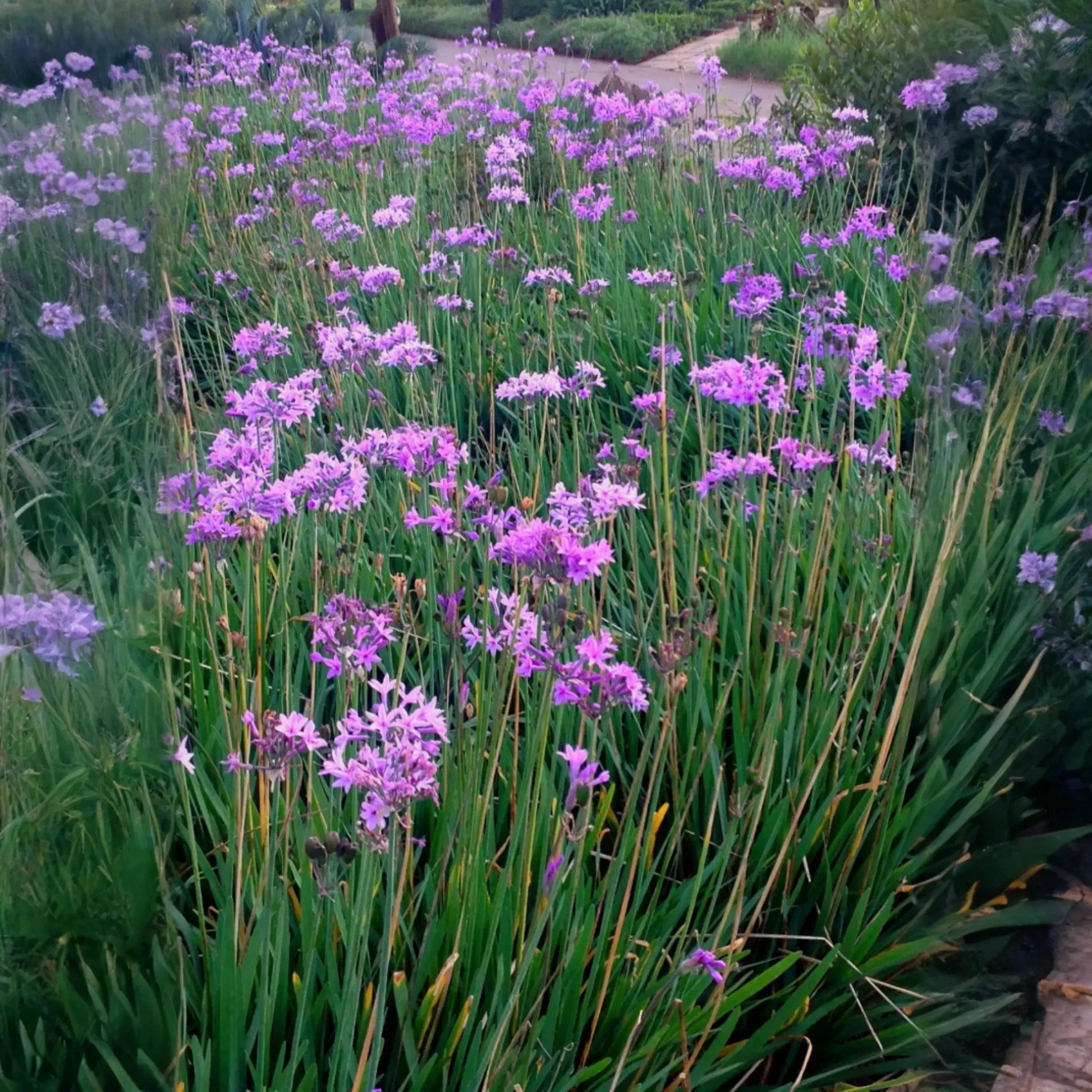 Society Garlic (Tulbaghia violacea)