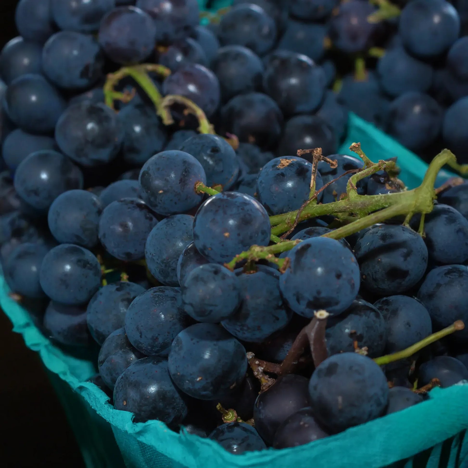 Grape 'Southern Home' (Vitis rotundifolia x Vitis vinifera)