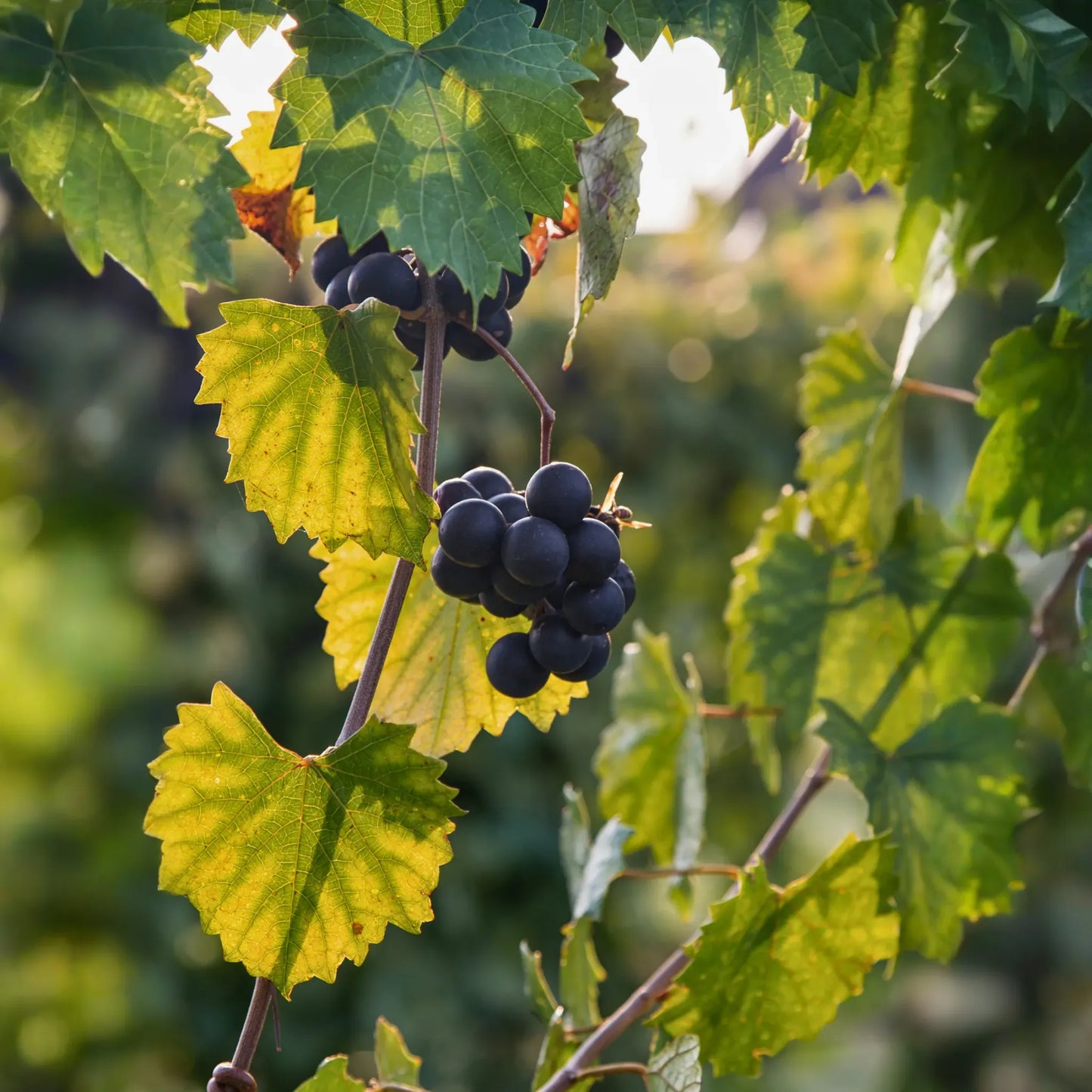 Grape 'Southern Home' (Vitis rotundifolia x Vitis vinifera)