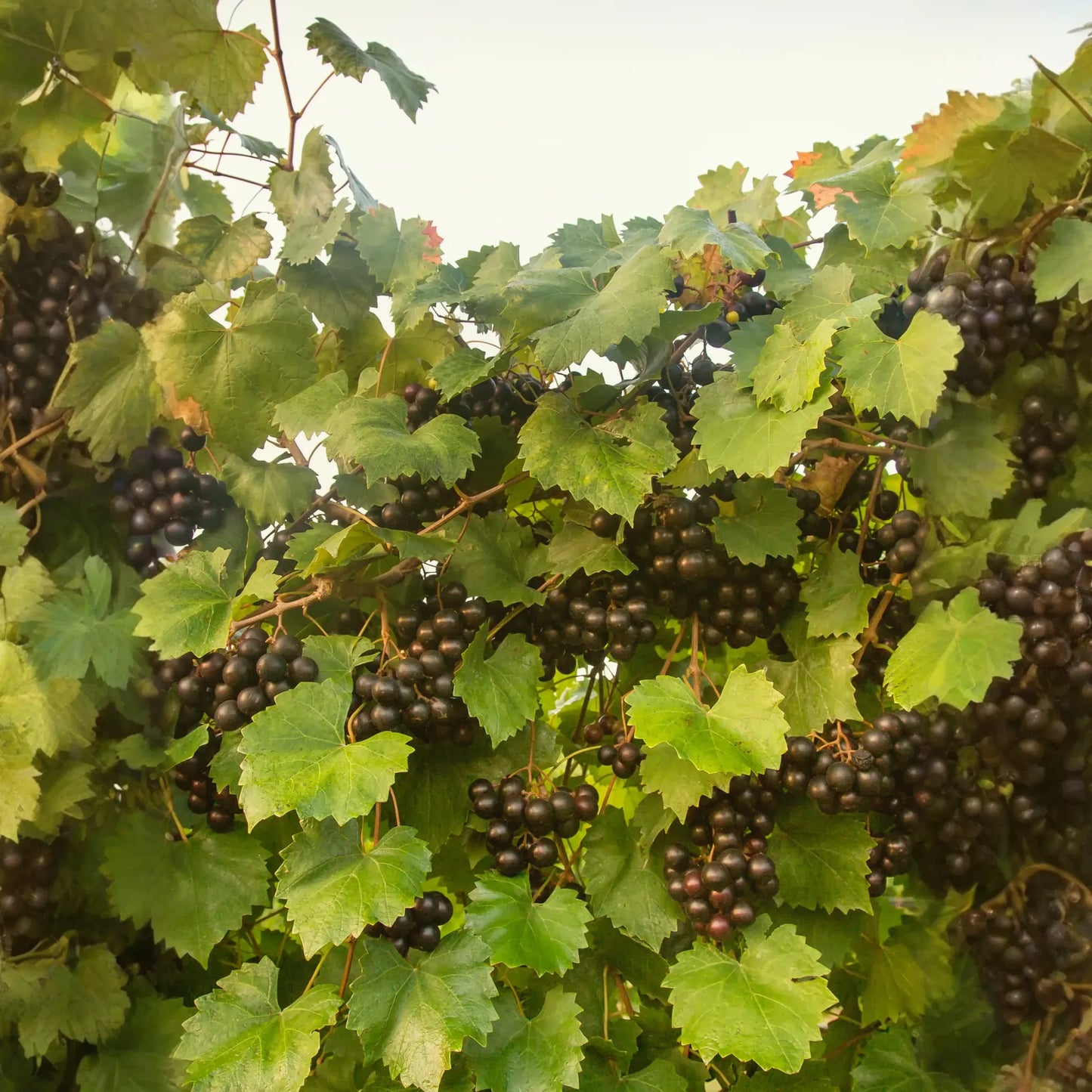 Grape 'Southern Home' (Vitis rotundifolia x Vitis vinifera)