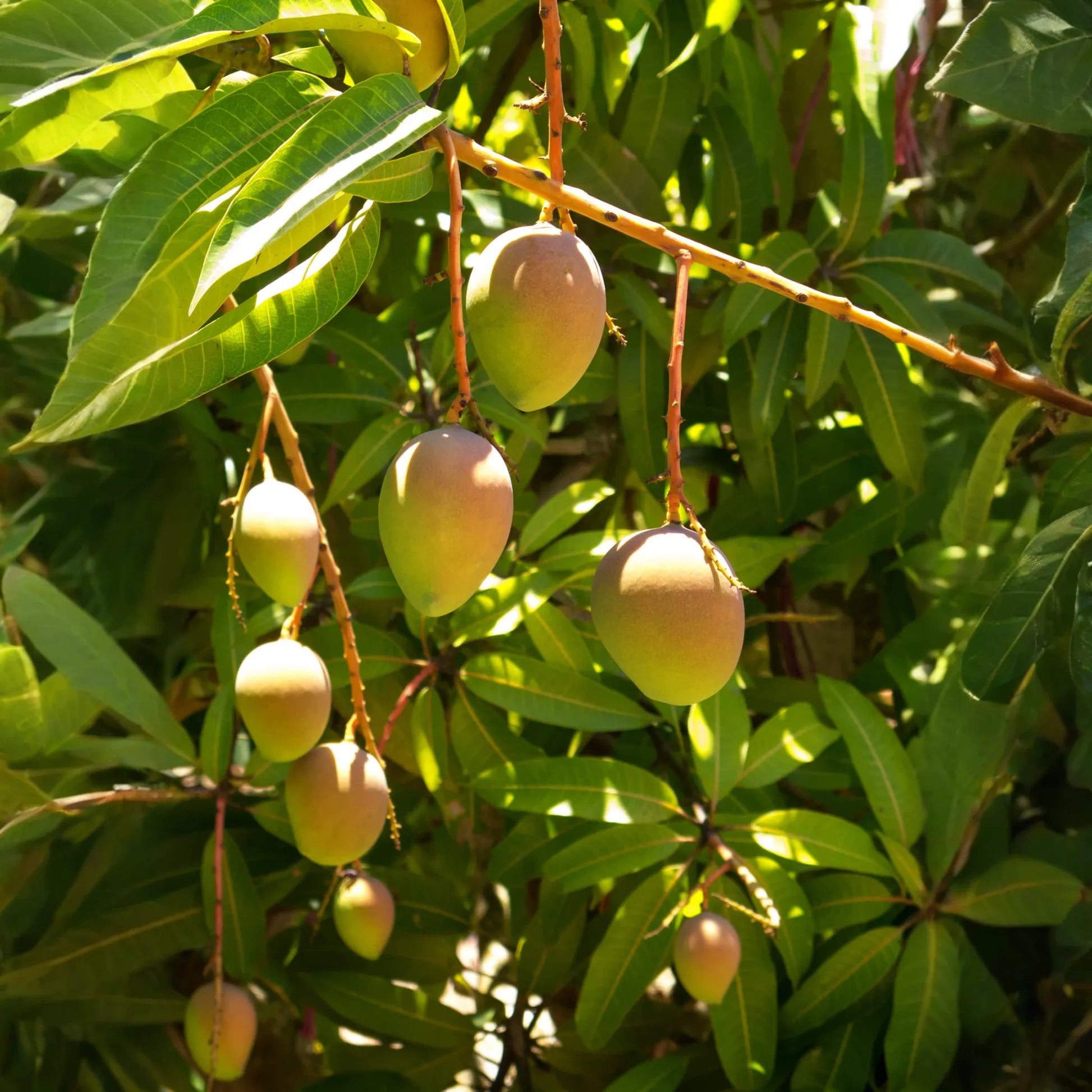 Mango 'Carrie' (Mangifera indica)
