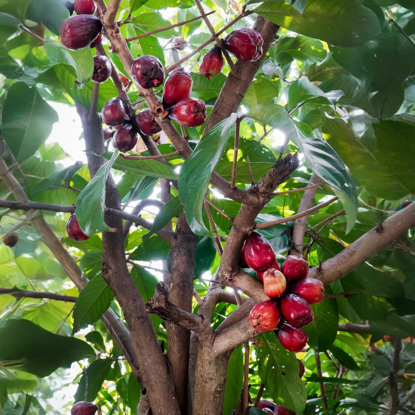 Malay Apple, Variegated (Syzygium malaccense)