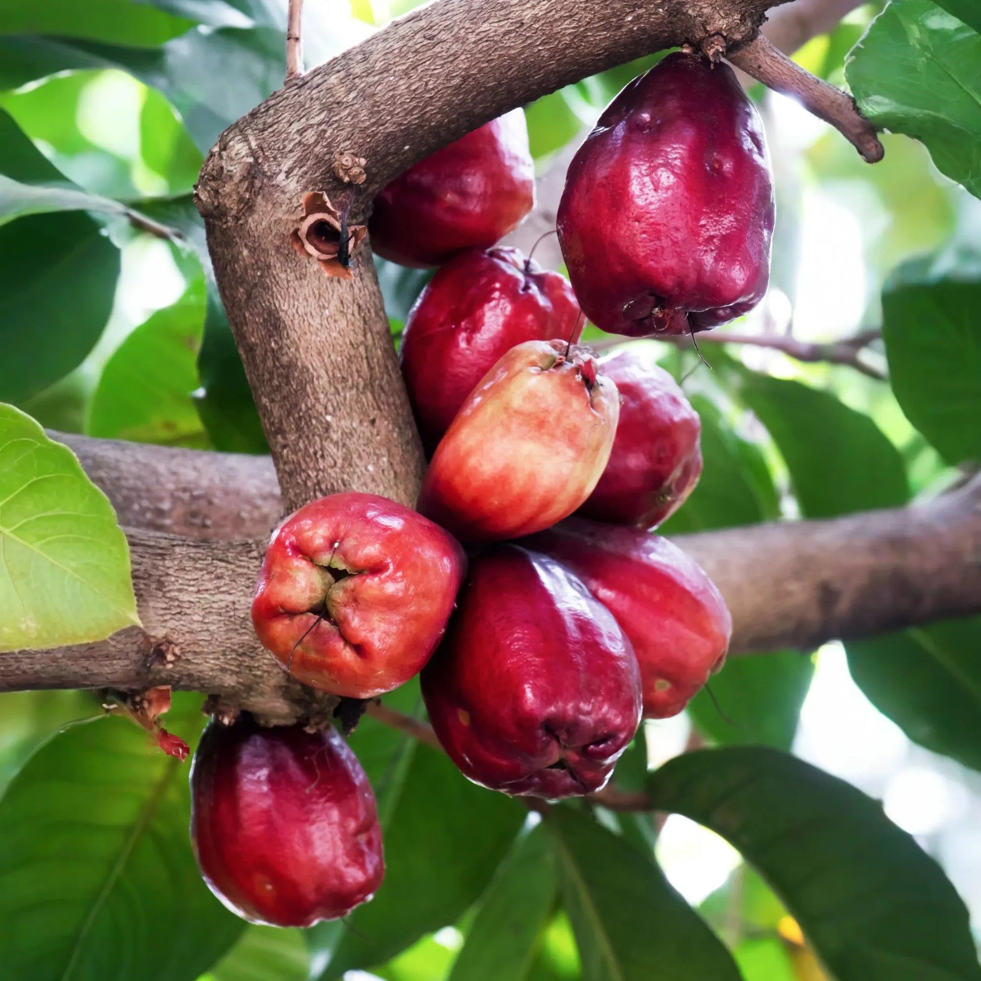 Malay Apple, Variegated (Syzygium malaccense)