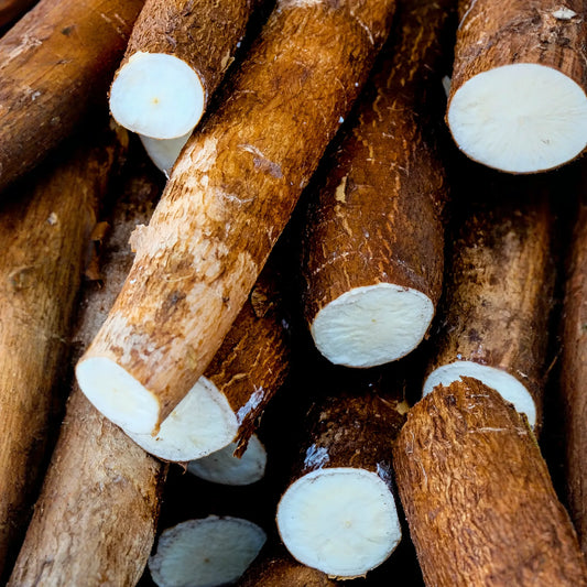Yuca Root (Manihot esculenta)