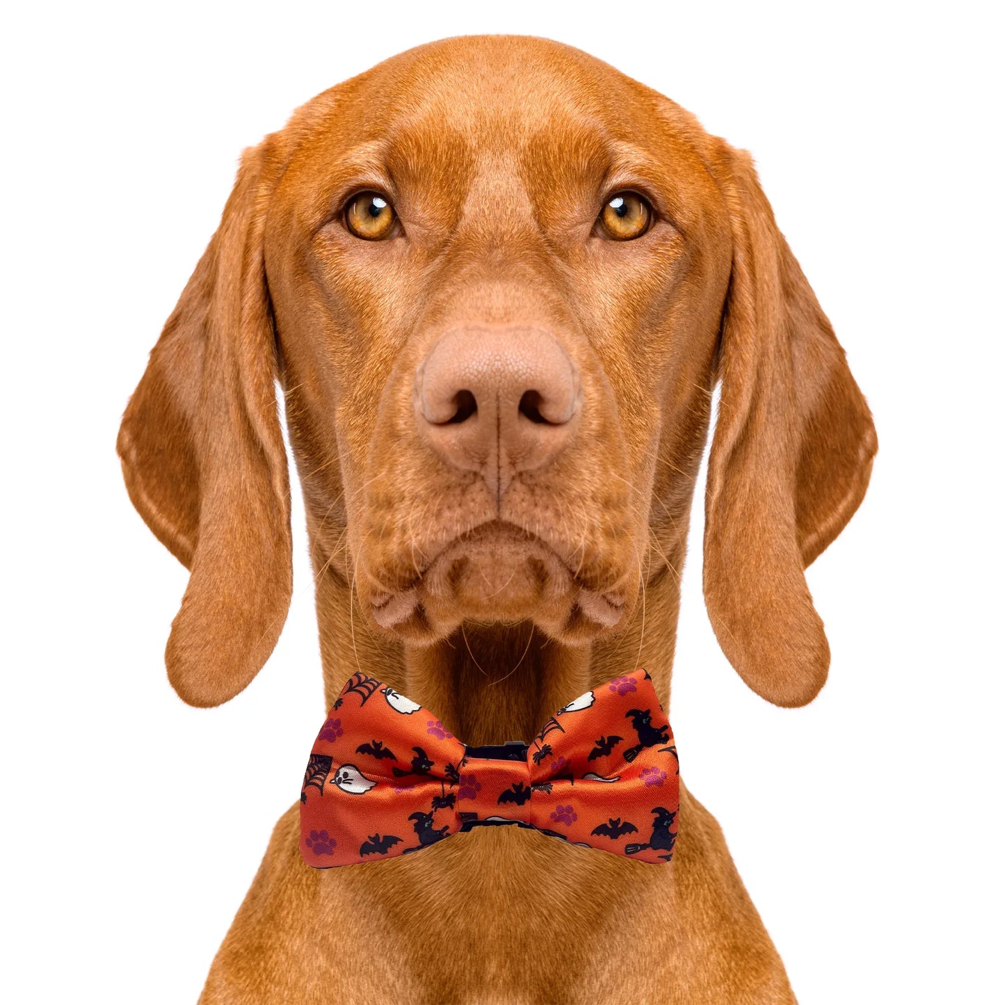 Halloween Orange Dog Bow Tie